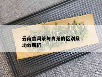 云南普洱茶与白茶的区别及功效解析