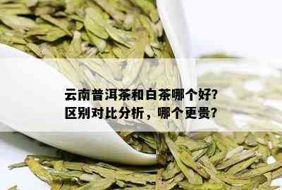 云南普洱茶和白茶哪个好？区别对比分析，哪个更贵？