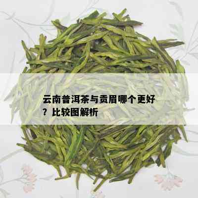 云南普洱茶与贡眉哪个更好？比较图解析