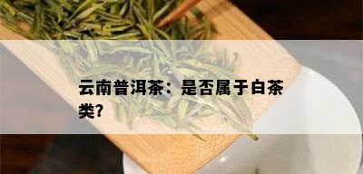 云南普洱茶：是否属于白茶类？