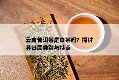 云南普洱茶是白茶吗？探讨其归属类别与特点