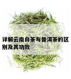 详解云南白茶与普洱茶的区别及其功效