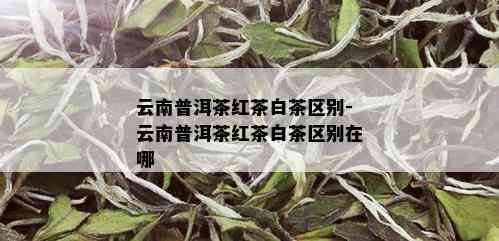 云南普洱茶红茶白茶区别-云南普洱茶红茶白茶区别在哪