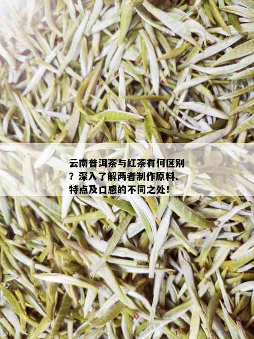 云南普洱茶与红茶有何区别？深入了解两者制作原料、特点及口感的不同之处！