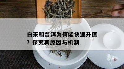 白茶和普洱为何能快速升值？探究其原因与机制