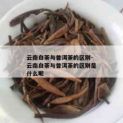 云南白茶与普洱茶的区别-云南白茶与普洱茶的区别是什么呢