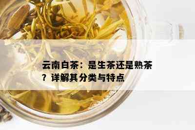 云南白茶：是生茶还是熟茶？详解其分类与特点