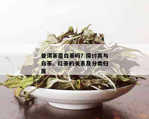 普洱茶是白茶吗？探讨其与白茶、红茶的关系及分类归属