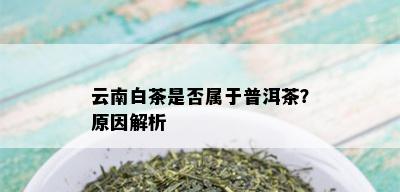 云南白茶是否属于普洱茶？原因解析