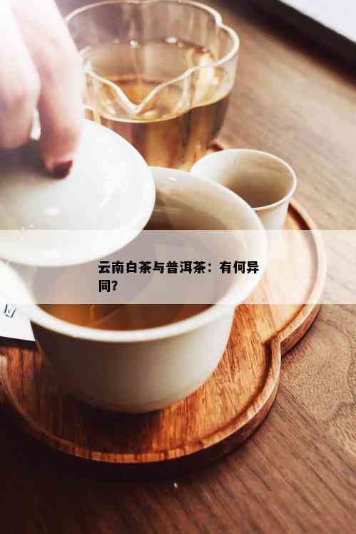 云南白茶与普洱茶：有何异同？