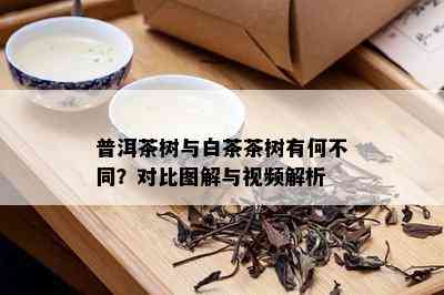 普洱茶树与白茶茶树有何不同？对比图解与视频解析