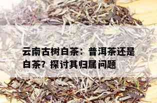 云南古树白茶：普洱茶还是白茶？探讨其归属问题