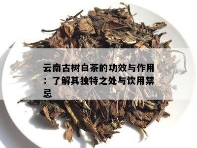 云南古树白茶的功效与作用：了解其独特之处与饮用禁忌