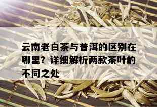 云南老白茶与普洱的区别在哪里？详细解析两款茶叶的不同之处