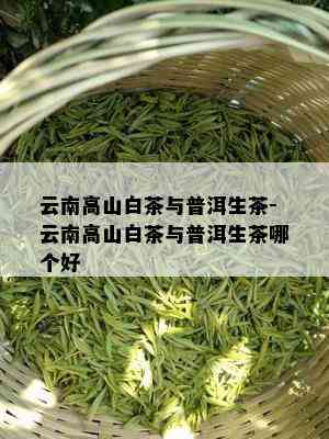 云南高山白茶与普洱生茶-云南高山白茶与普洱生茶哪个好