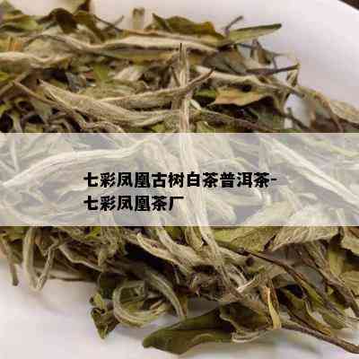 七彩凤凰古树白茶普洱茶-七彩凤凰茶厂