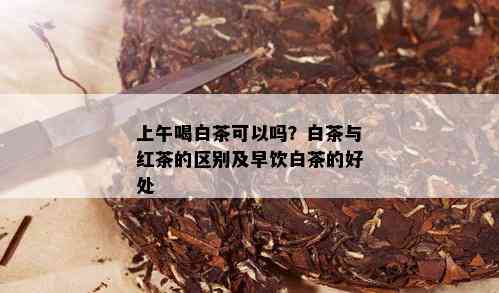 上午喝白茶可以吗？白茶与红茶的区别及早饮白茶的好处