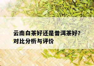 云南白茶好还是普洱茶好？对比分析与评价