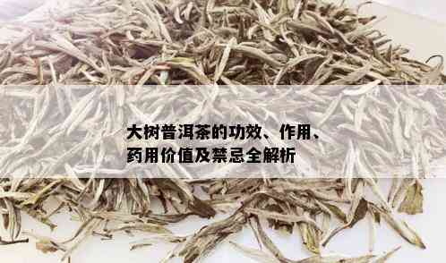 大树普洱茶的功效、作用、药用价值及禁忌全解析