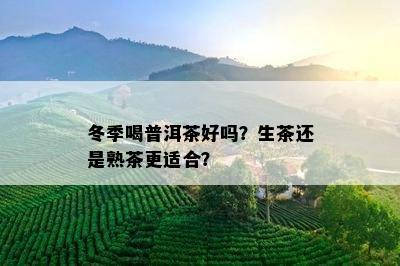 冬季喝普洱茶好吗？生茶还是熟茶更适合？