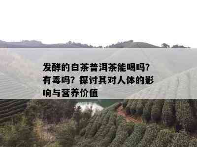 发酵的白茶普洱茶能喝吗？有吗？探讨其对人体的影响与营养价值