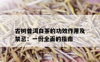 古树普洱白茶的功效作用及禁忌：一份全面的指南