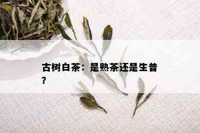 古树白茶：是熟茶还是生普？