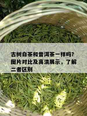 古树白茶和普洱茶一样吗？图片对比及高清展示，了解二者区别