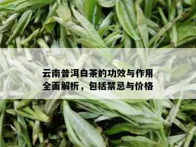 云南普洱白茶的功效与作用全面解析，包括禁忌与价格