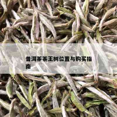 普洱茶茶王树位置与购买指南