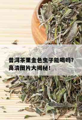 普洱茶里金色虫子能喝吗？高清图片大揭秘！