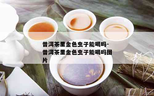 普洱茶里金色虫子能喝吗-普洱茶里金色虫子能喝吗图片