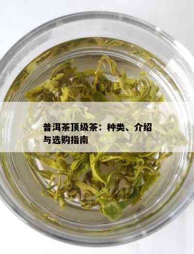 普洱茶顶级茶：种类、介绍与选购指南