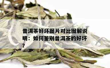 普洱茶好坏图片对比图解说明：如何鉴别普洱茶的好坏？