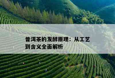 普洱茶的发酵原理：从工艺到含义全面解析