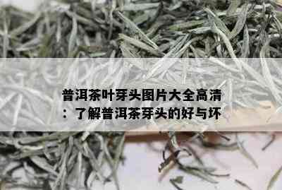 普洱茶叶芽头图片大全高清：了解普洱茶芽头的好与坏