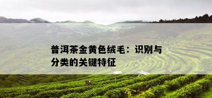 普洱茶金黄色绒毛：识别与分类的关键特征