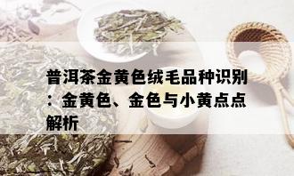 普洱茶金黄色绒毛品种识别：金黄色、金色与小黄点点解析