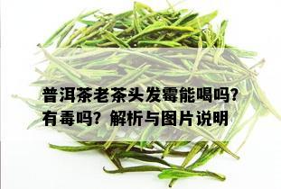 普洱茶老茶头发霉能喝吗？有吗？解析与图片说明