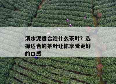 清水泥适合泡什么茶叶？选择适合的茶叶让你享受更好的口感