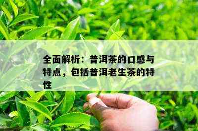 全面解析：普洱茶的口感与特点，包括普洱老生茶的特性