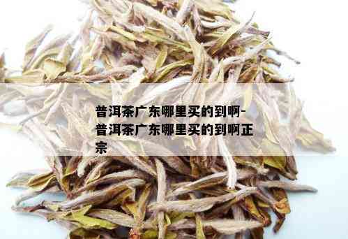 普洱茶广东哪里买的到啊-普洱茶广东哪里买的到啊正宗