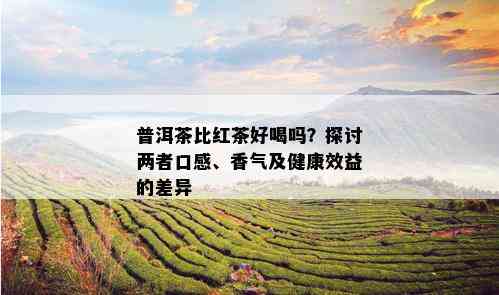 普洱茶比红茶好喝吗？探讨两者口感、香气及健康效益的差异