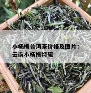 小杨梅普洱茶价格及图片：云南小杨梅特辑