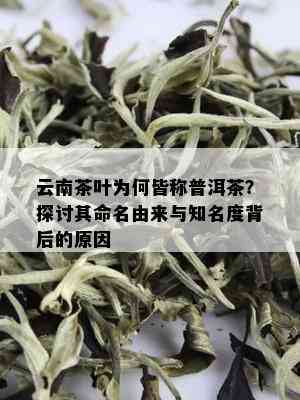 云南茶叶为何皆称普洱茶？探讨其命名由来与知名度背后的原因