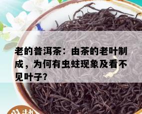 老的普洱茶：由茶的老叶制成，为何有虫蛀现象及看不见叶子？