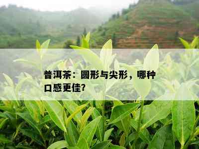 普洱茶：圆形与尖形，哪种口感更佳？