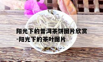 阳光下的普洱茶饼图片欣赏-阳光下的茶叶图片