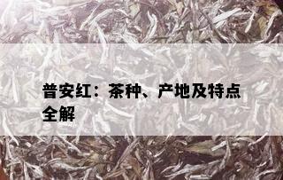 普安红：茶种、产地及特点全解