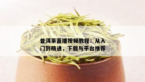 普洱茶直播视频教程：从入门到精通，下载与平台推荐